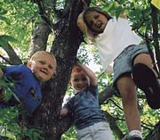 three in the tree